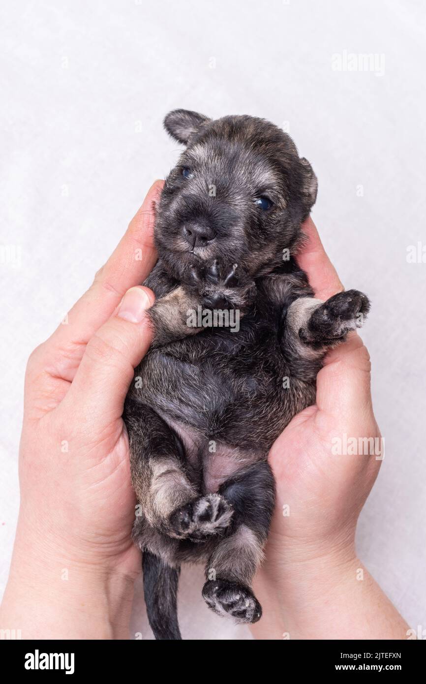 Recién Nacidos 12 Collares Identificación Cachorros Ajustables