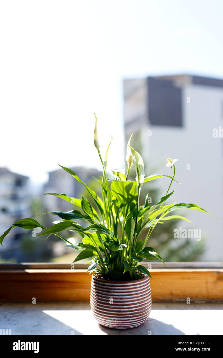 Una colección de plantas de la casa - monstera deliciosa, spathiphyllum contra el fondo de una pared blanca. Plantas caseras en un interior moderno Foto de stock