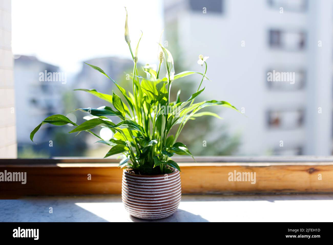 Una colección de plantas de la casa - monstera deliciosa, spathiphyllum contra el fondo de una pared blanca. Plantas caseras en un interior moderno Foto de stock