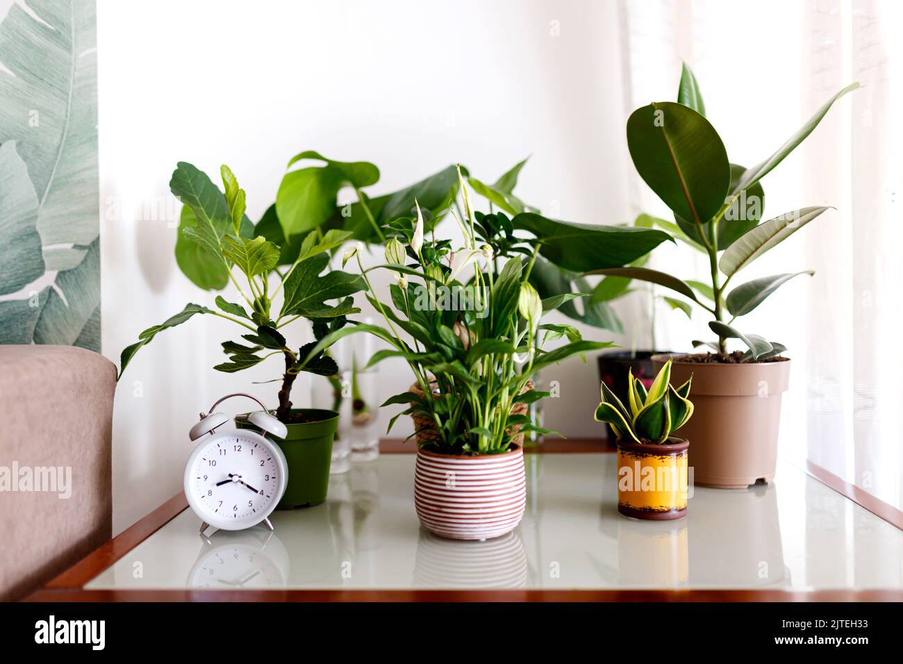 Una colección de diferentes plantas de la casa - monstera, spathiphyllum contra una pared blanca. Plantas caseras en un interior moderno. Foto de stock