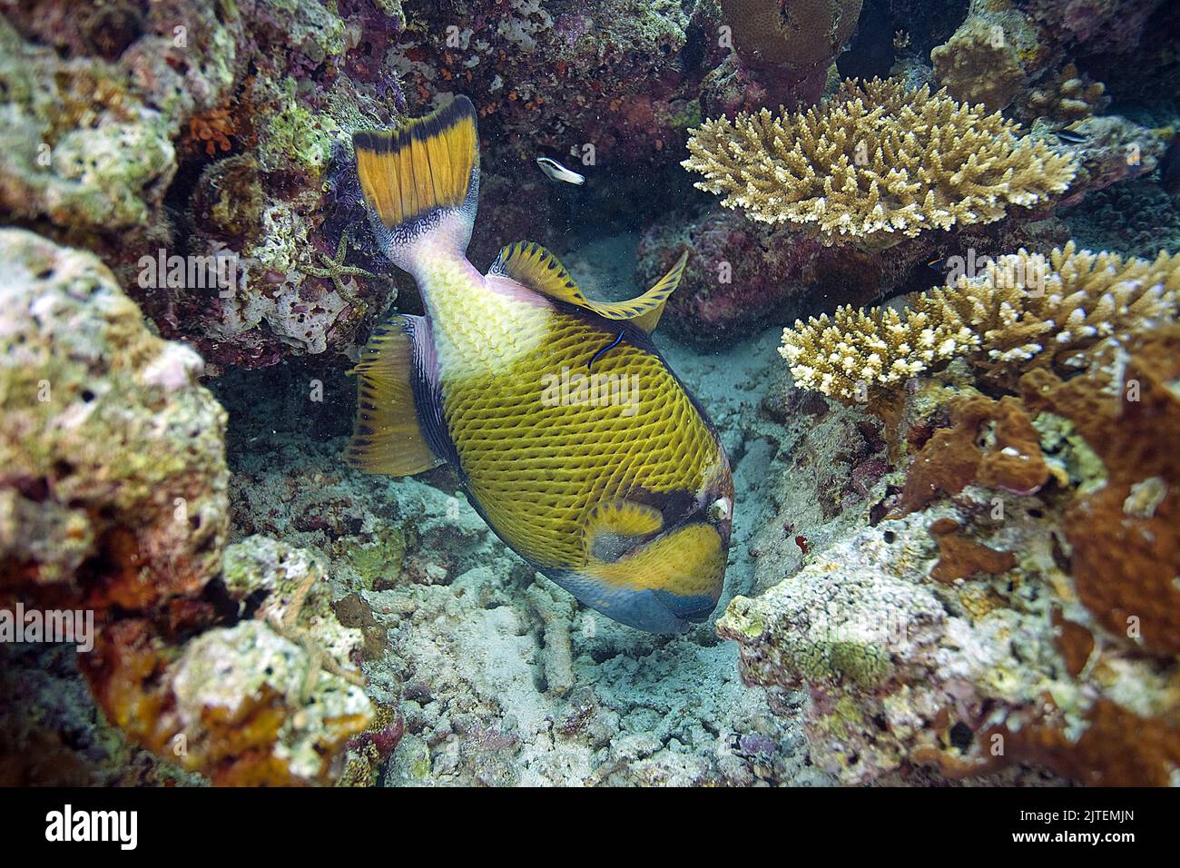 Pez triggerfish gigante o pez triggerfish Titán (Balistoides viridescens), alimentando corales, Atolón Male Sur, Maldivas, Océano Índico, Asia Foto de stock