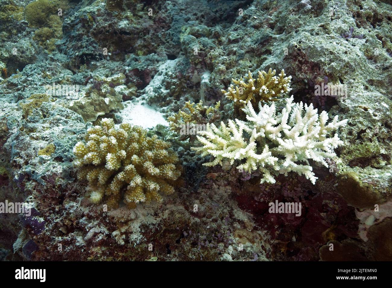 El blanqueamiento de corales, el cambio climático debido al calentamiento global degrada la salud de los arrecifes de coral, Maldivas, Océano Índico Foto de stock