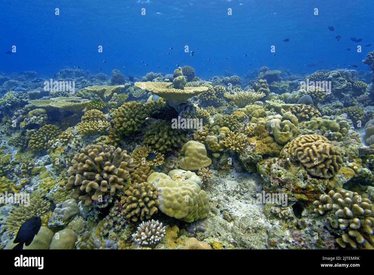 Arrecife de coral intacto con corales de piedra dominante, Maldivas, Océano Índico, Asia Foto de stock