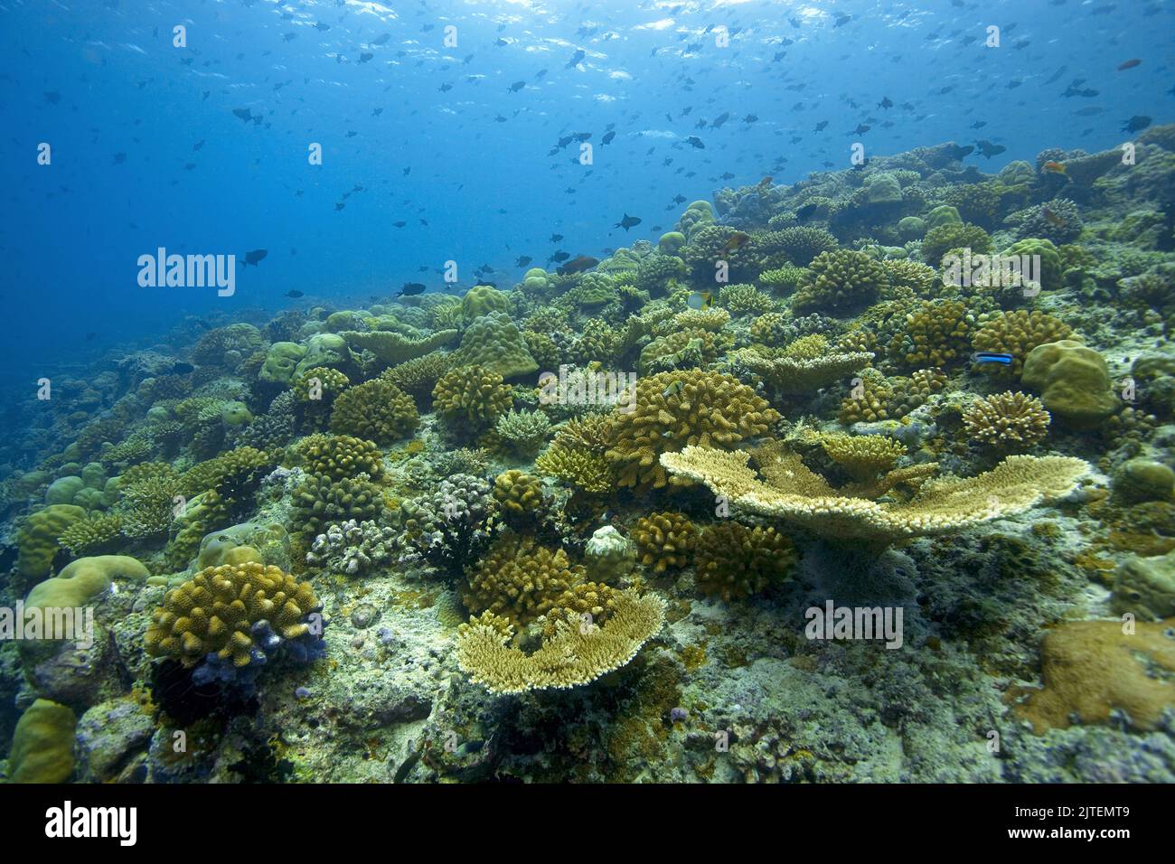 Arrecife de coral intacto con corales de piedra dominante, Maldivas, Océano Índico, Asia Foto de stock