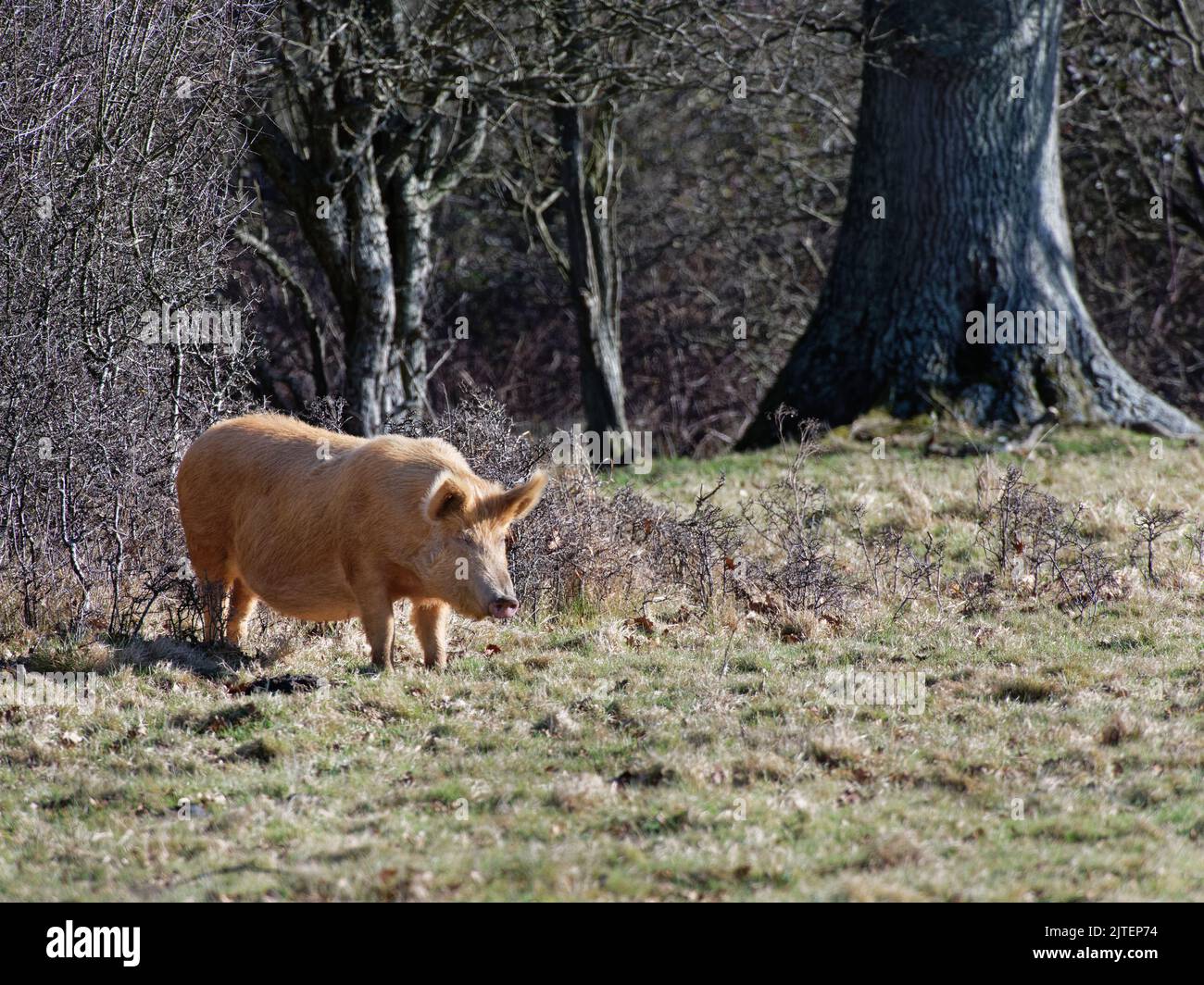 Cerdo Tamworth (Sus domesticus) parado en pradera en un borde de bosque, Knepp Estate, Sussex, Reino Unido, febrero. Foto de stock