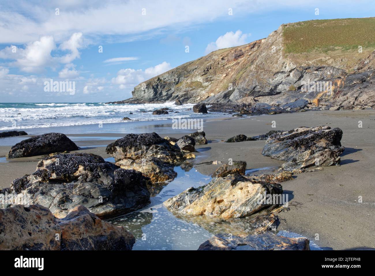 Mejillones comunes (Mytilus edulis) cubriendo rocas expuestas en una marea cayendo en una costa remota, expuesta, Tregardock Beach, cerca de Delabole, Cornwall, REINO UNIDO Foto de stock