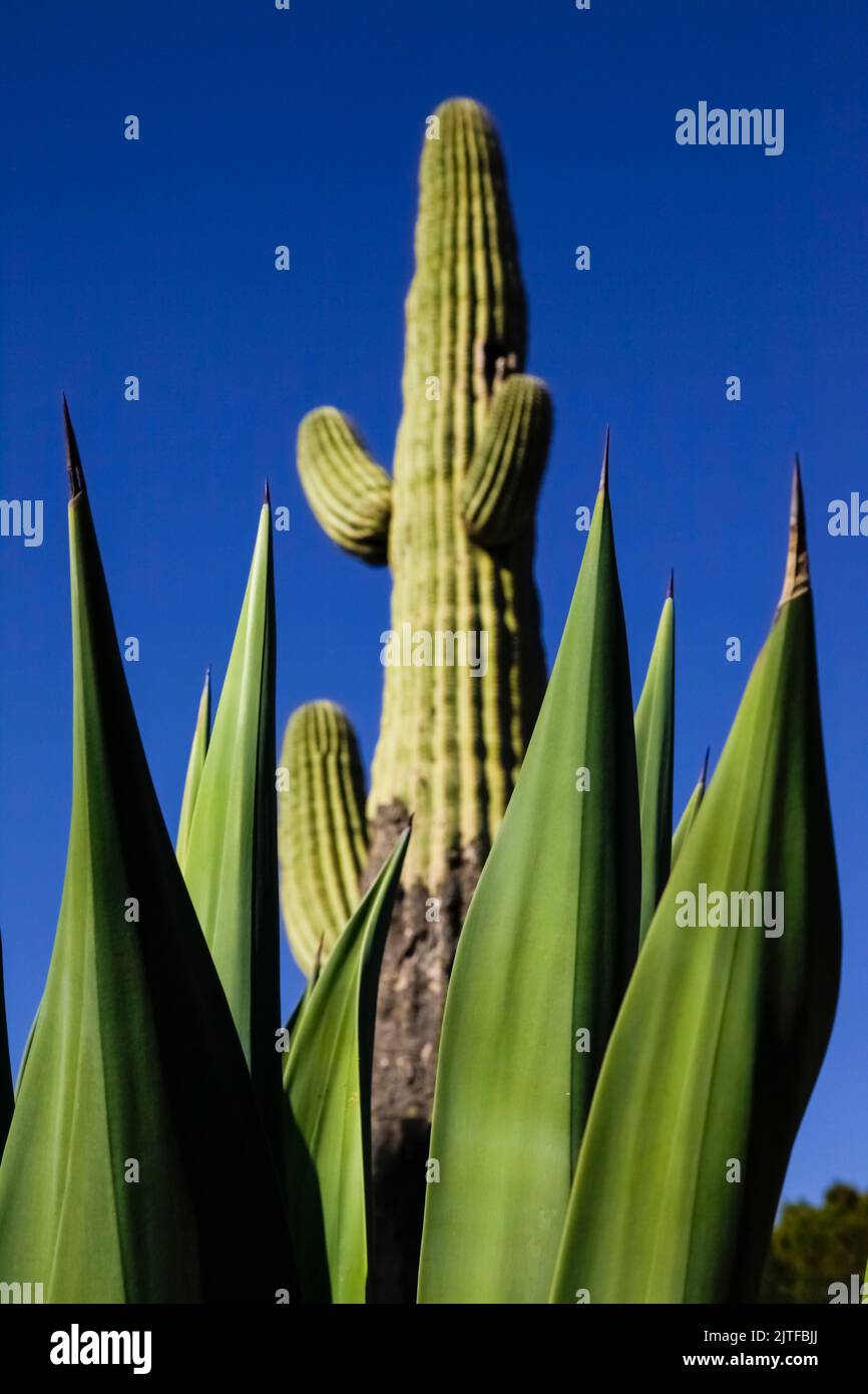 Tucson, Arizona, Estados Unidos. Cactus Sugaro Foto de stock