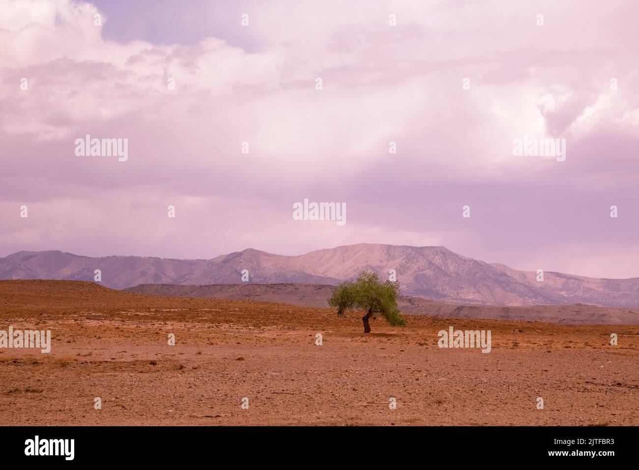 Nación Navajo, Shiprock, Nuevo México, EE.UU. Árbol solitario en el desierto Foto de stock