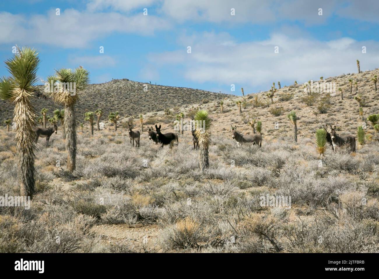 Keeler, California, EE.UU. Burros salvajes en el desierto Foto de stock