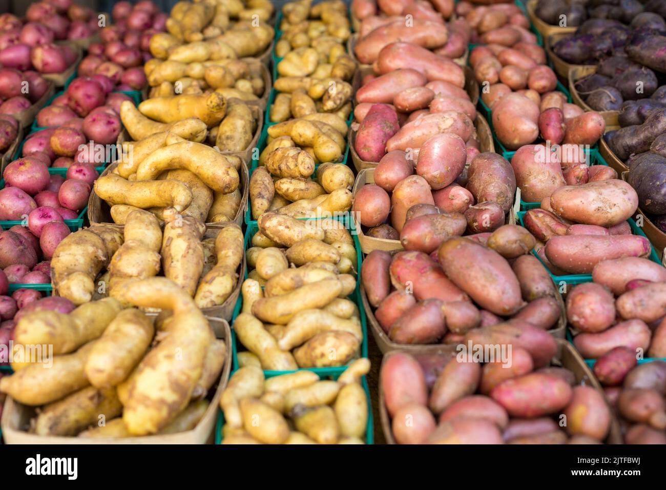 Ciudad de Nueva York, NY, EE.UU. Los granjeros market. Variety de patatas Foto de stock