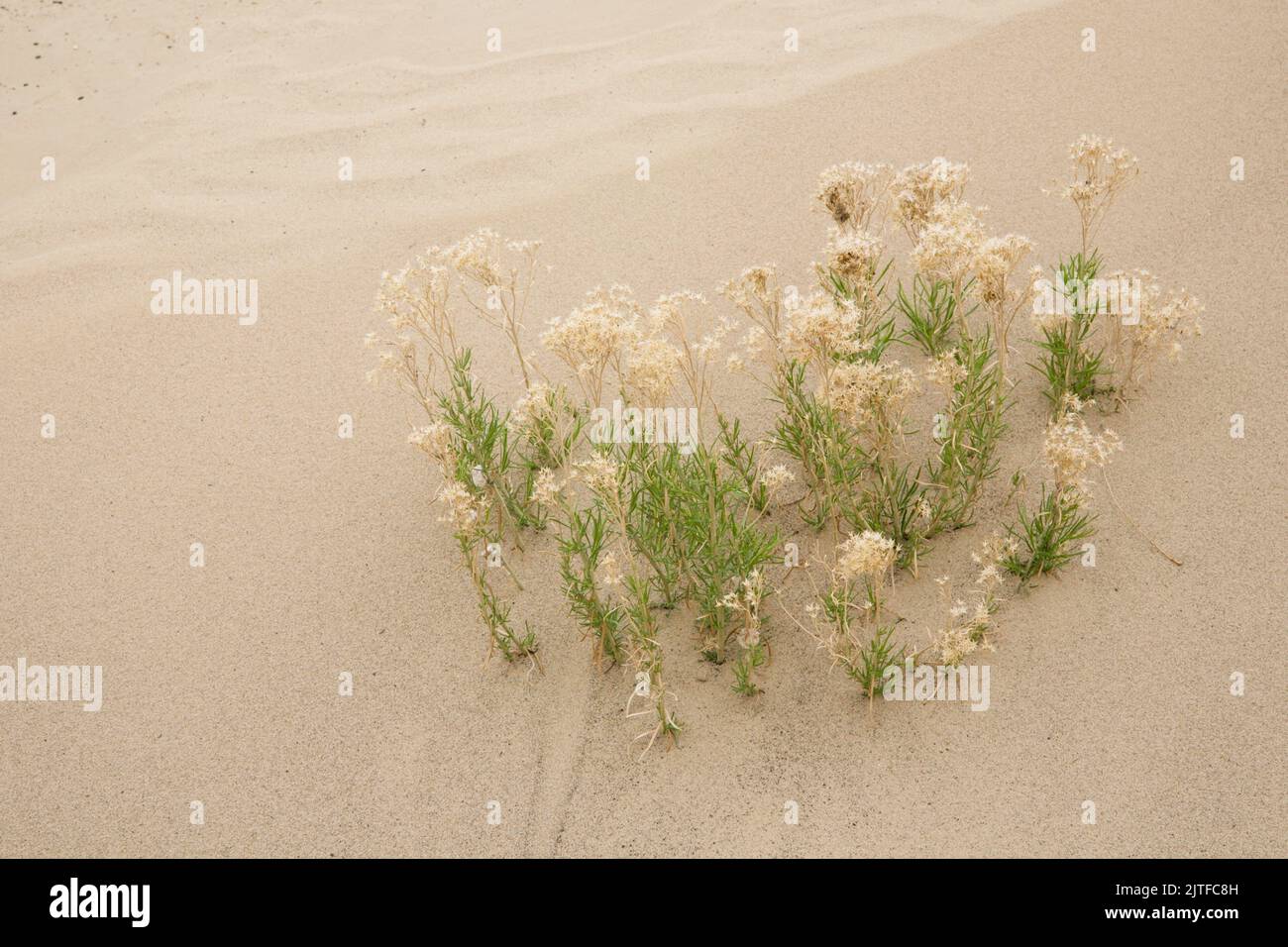 Window Rock, Arizona, EE.UU. Planta tolerante a la sequía sobrevive en la arena. Foto de stock