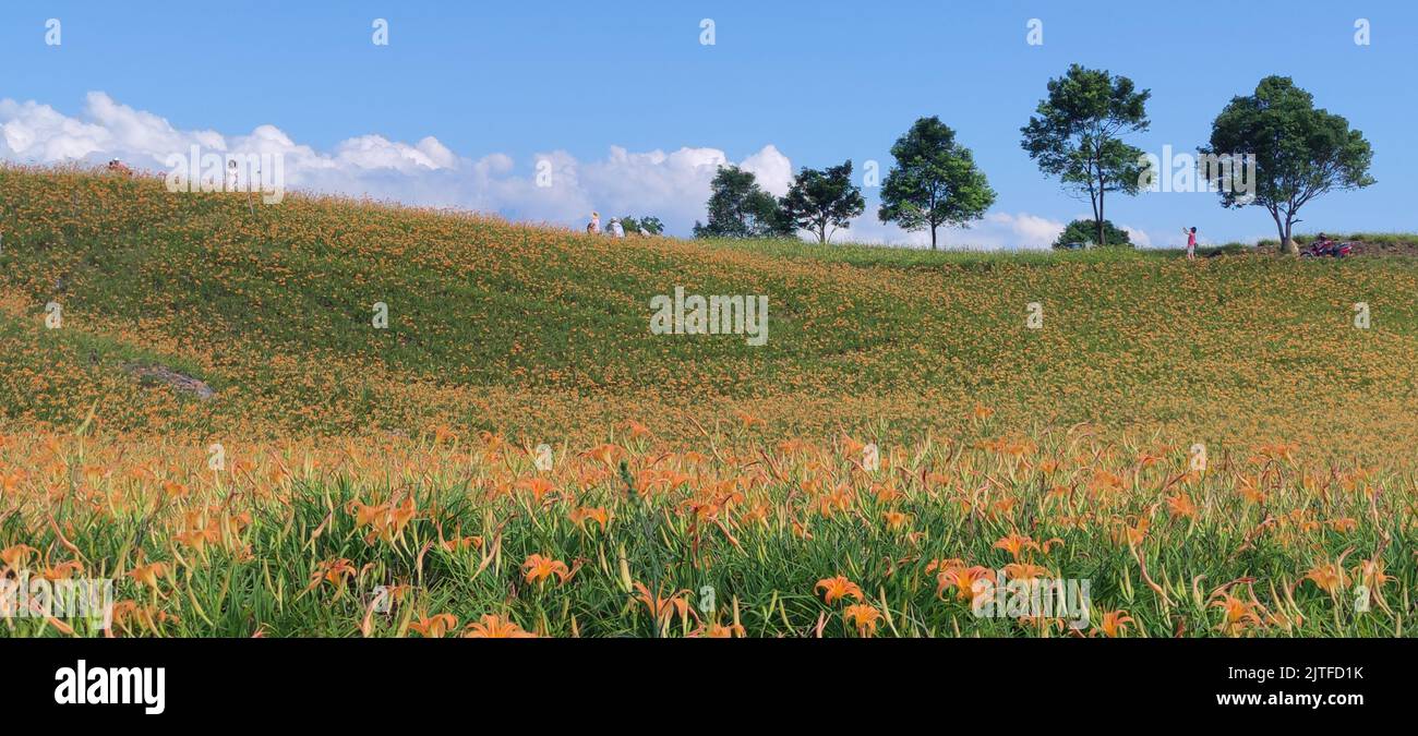 Chike Mountain, Hualien - Aug 29, 2022 : La hermosa montaña de flores diurnas del este de Taiwán Foto de stock