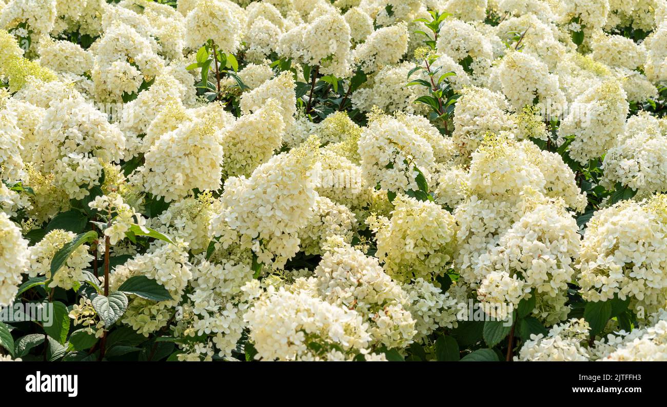 Annabelle Hydrangea flores blancas amarillas Hydrangea macrophylla flores cerca arbustos Hydrangea arborescens flores jardinería Foto de stock