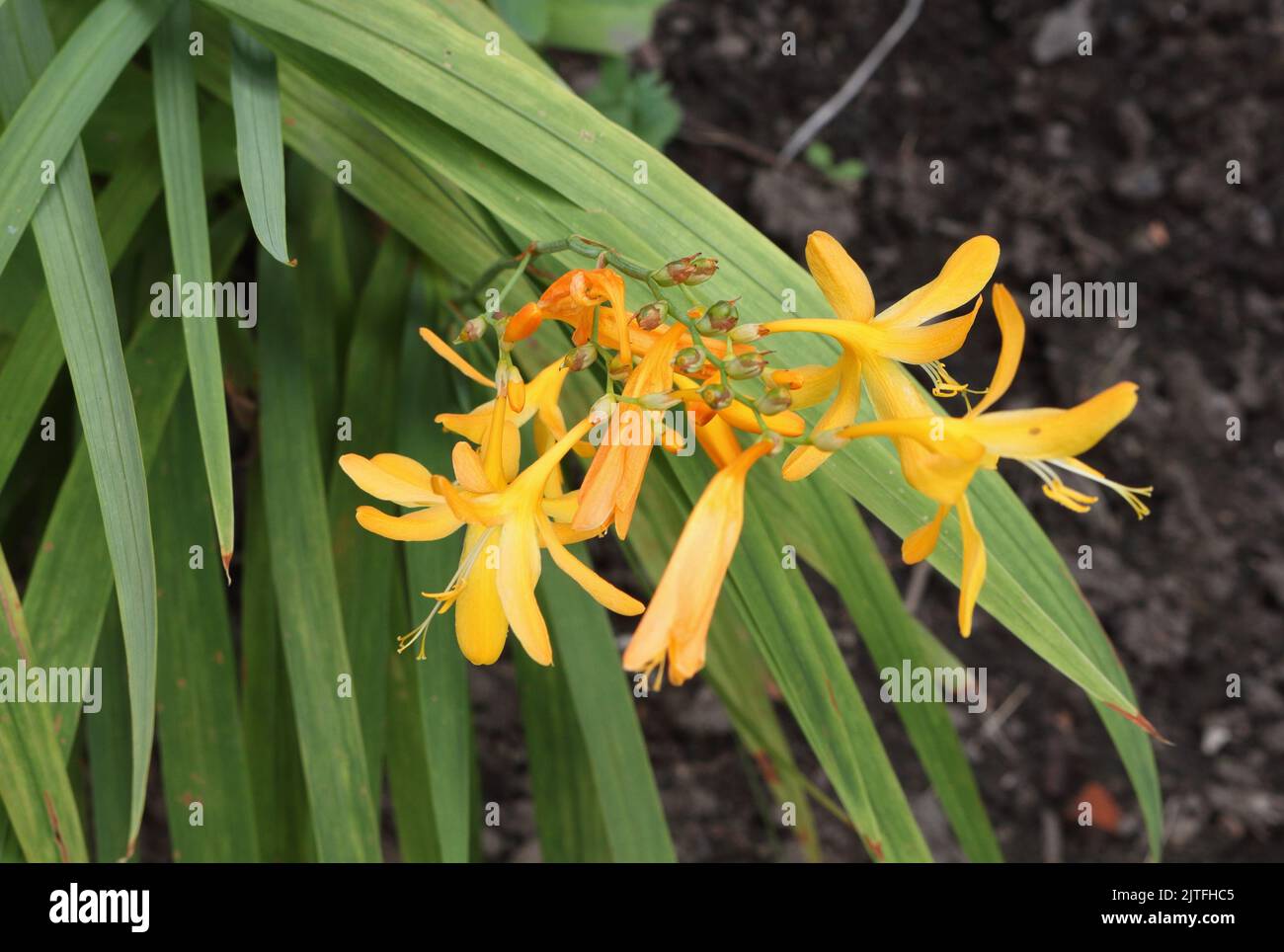 Croscomia, Príncipe de Naranja florece sobre un tallo largo Foto de stock