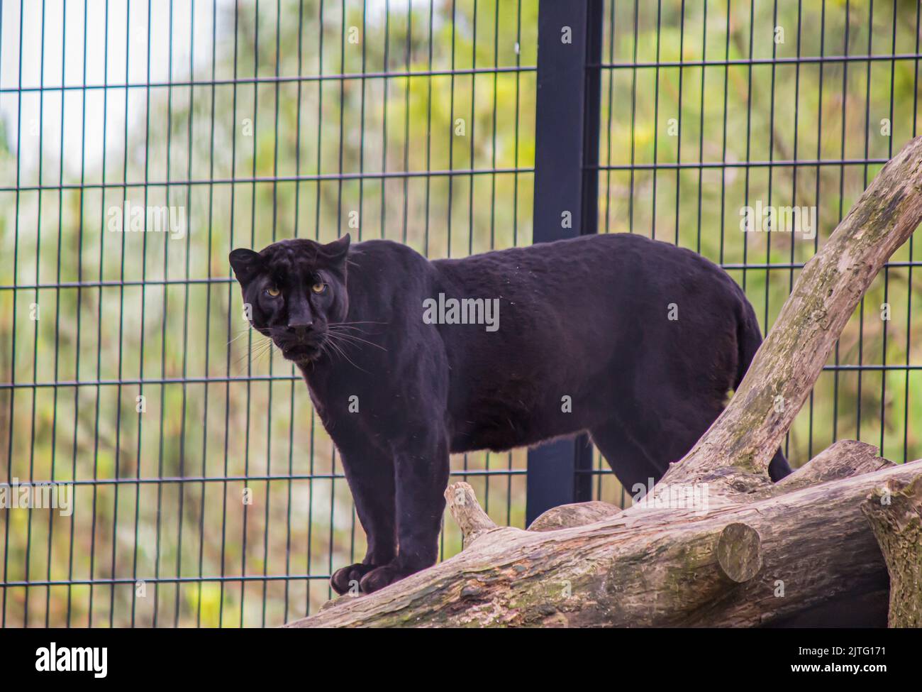 un jaguar negro parado en el registro en una jaula Foto de stock