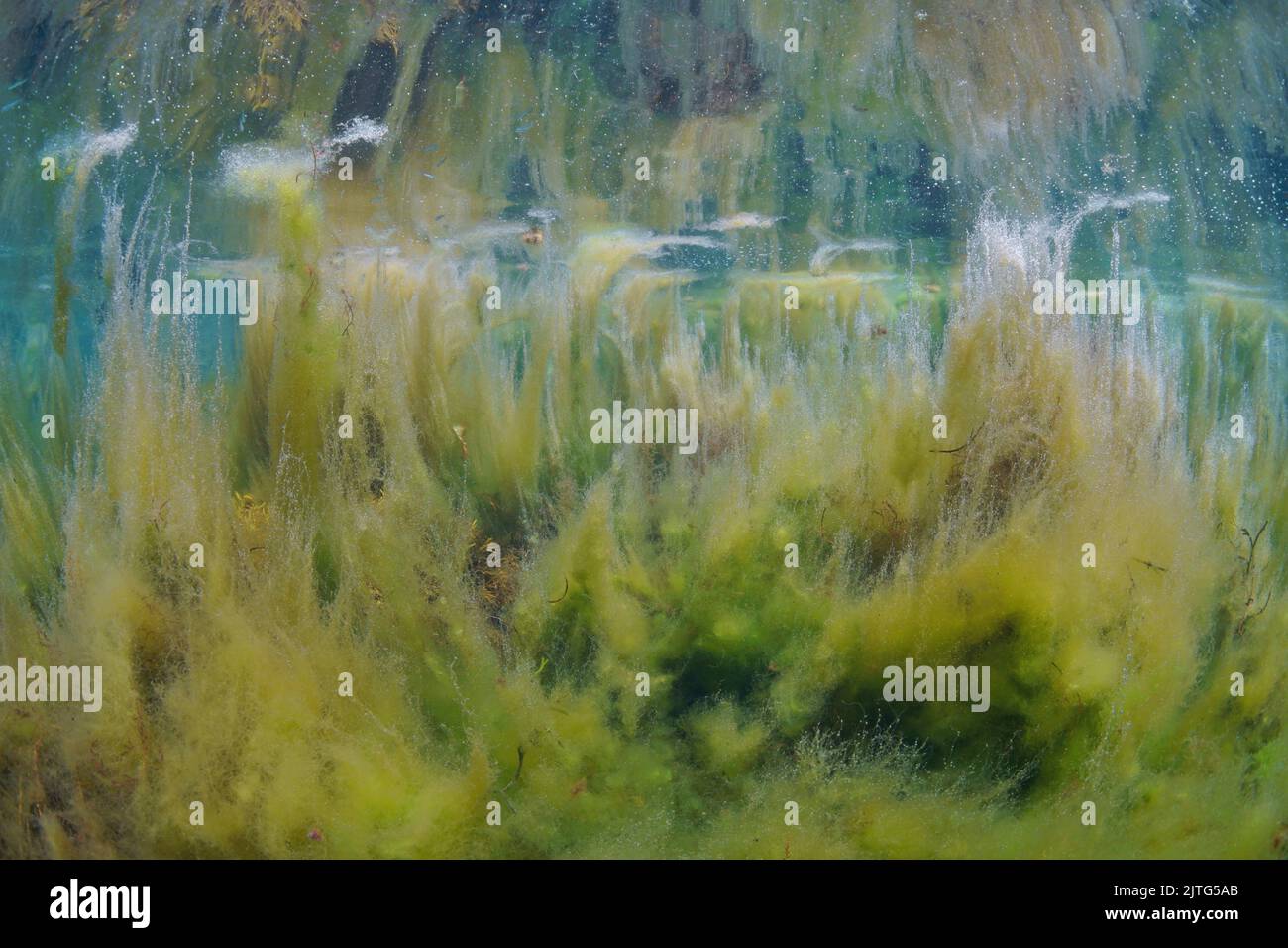 Algas filamentosas bajo el agua, floración de algas en el océano en aguas poco profundas, Atlántico oriental, España Foto de stock
