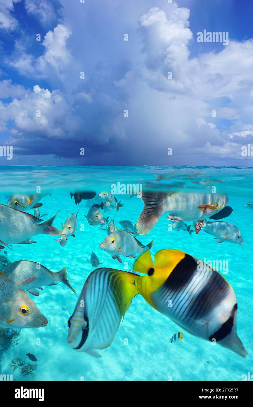 Calza de peces tropicales bajo el agua y cielo con nubes, paisaje marino desde la superficie del mar, vista de nivel dividido sobre y bajo el agua, Océano Pacífico Foto de stock