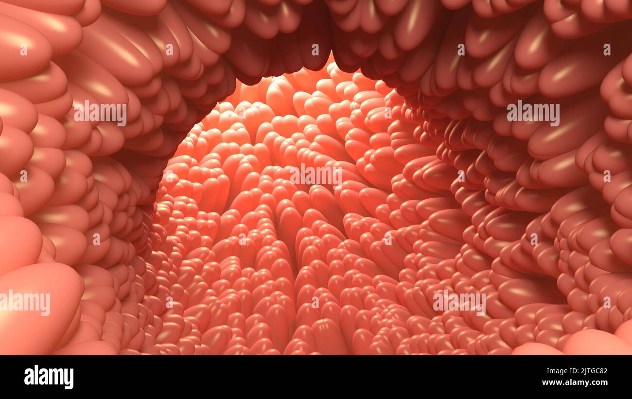 Vellosidades intestinales. Intestino humano. ilustración 3d. Foto de stock