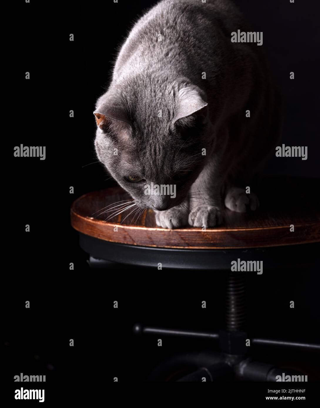 Gato azul ruso Retrato de estudio con fondo negro Foto de stock