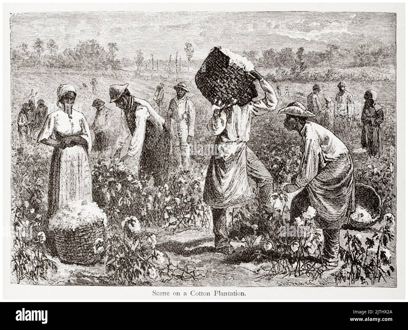 Esclavos en una plantación de algodón en los estados del sur de América, ilustración, 1848 Foto de stock