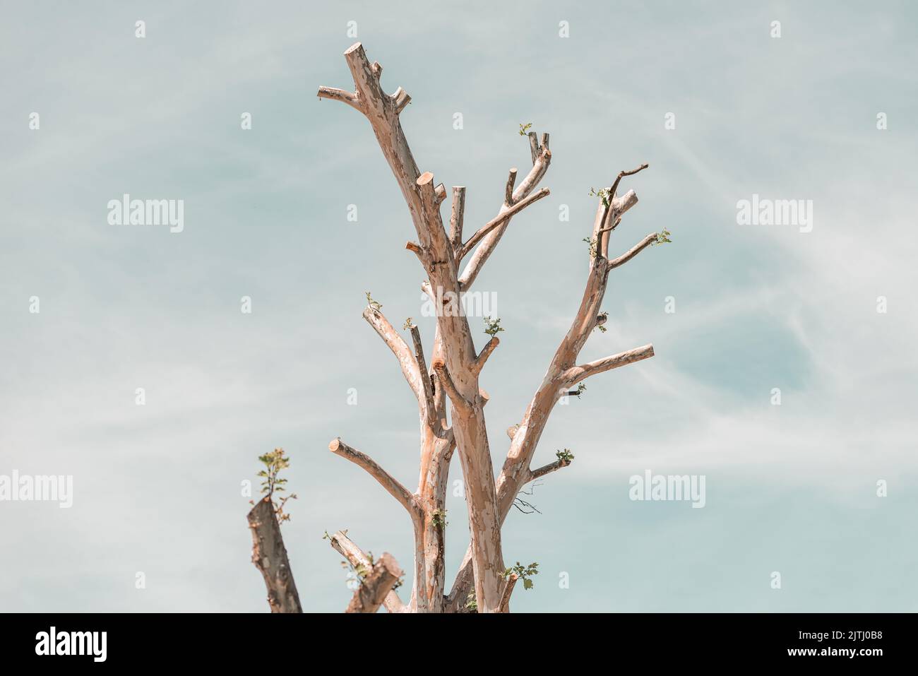 Poda severa fotografías e imágenes de alta resolución - Alamy