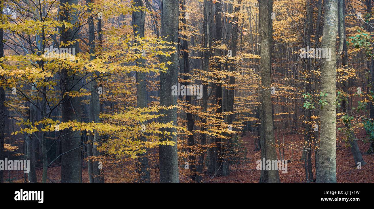 Bosque de haya en otoño en el Parque Natural de Montseny, Cataluña Foto de stock