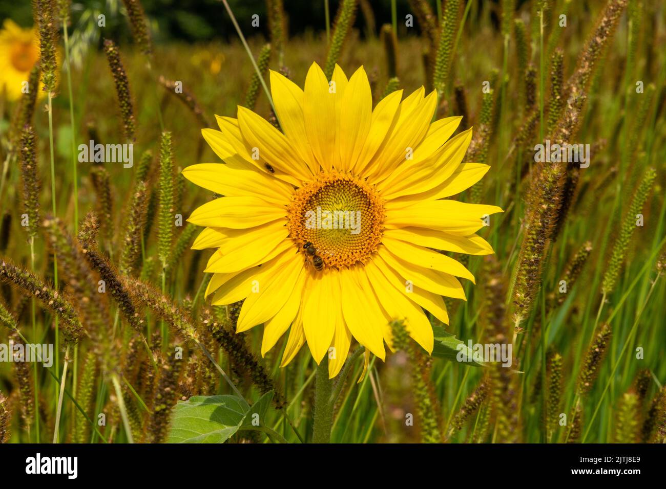 Girasol en el campo de hierba foxtail Foto de stock