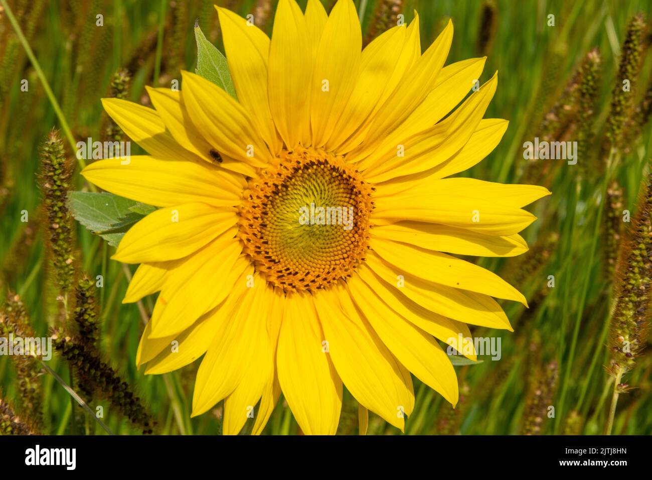Girasol en el campo de hierba foxtail Foto de stock