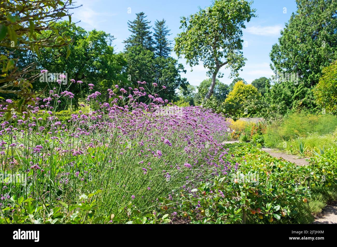 Aberglasney Gardens en verano Agosto 2022 Llangathen Carmarthenshire Wales UK KATHY DEWITT Foto de stock