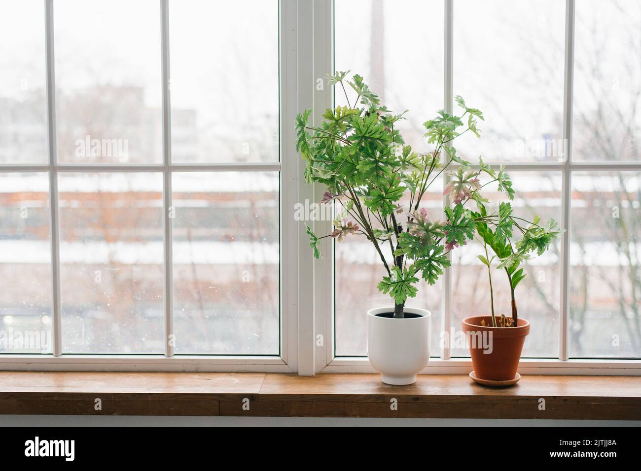 Plantas de hogar verdes en el alféizar de la ventana en el interior de la habitación real con espacio de copia Foto de stock