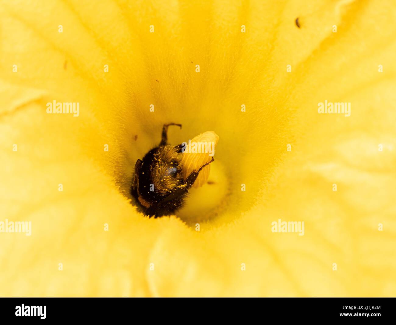 Un primer plano de un abejorro recolectando néctar de una planta de calabacín amarillo brillante Foto de stock