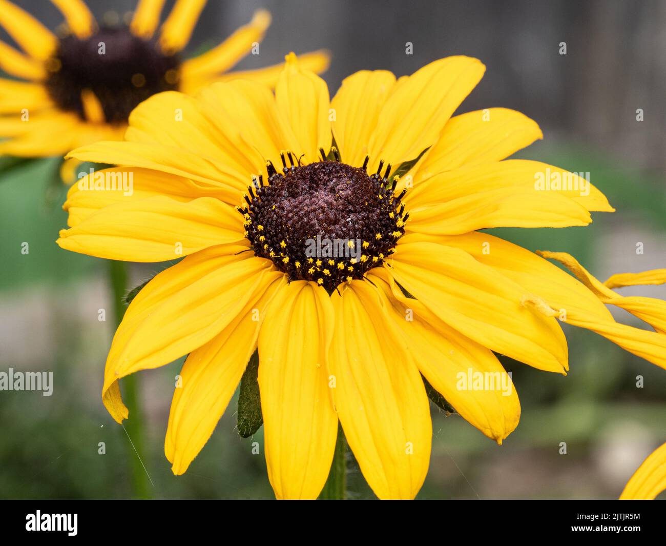 Un primer plano de una sola flor de Rudbeckia hirta 'Marmalade' - susan de ojos negros Foto de stock