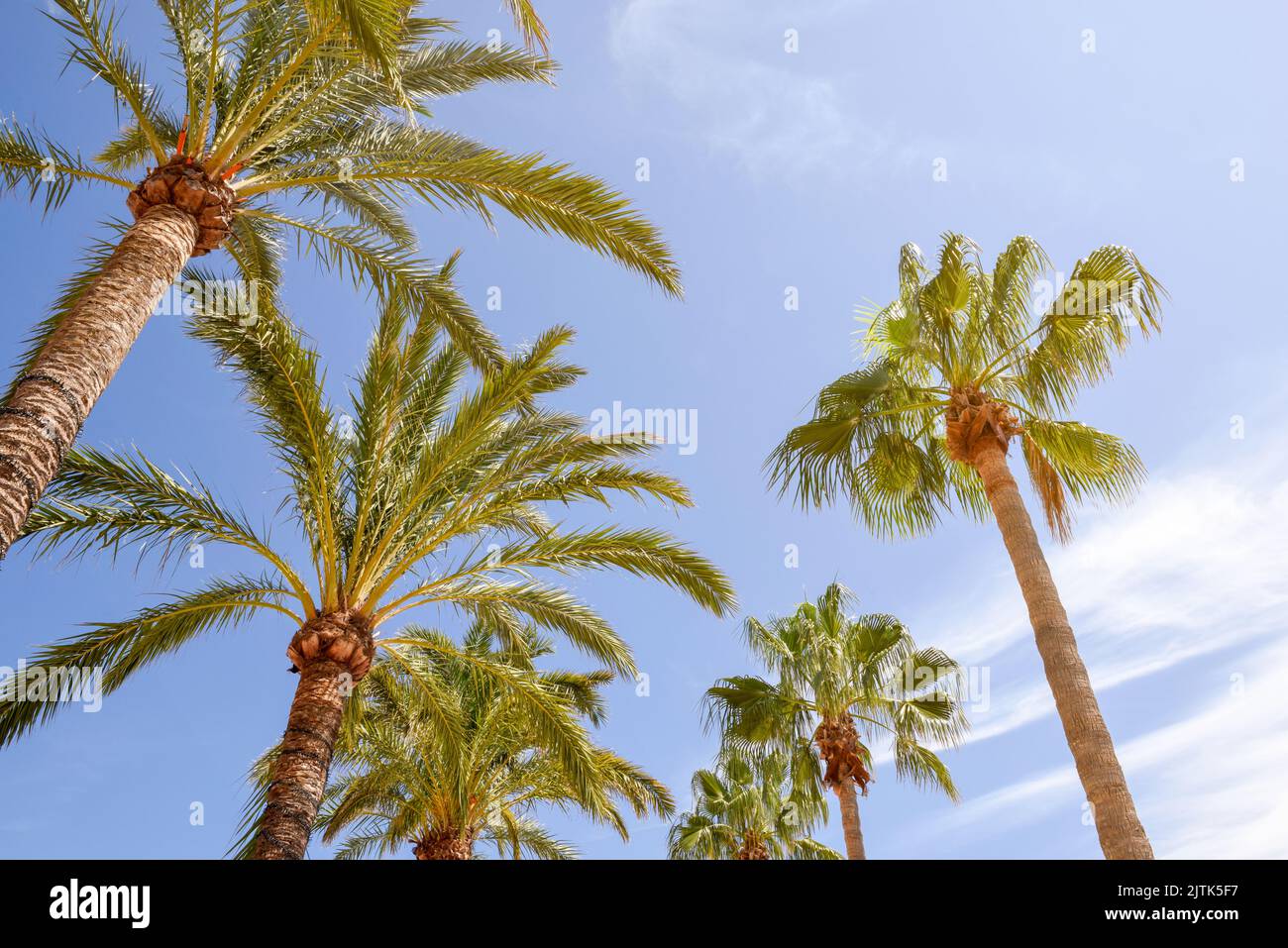 Las palmeras tropicales crecen sobre un cielo azul claro cerca de la playa Foto de stock