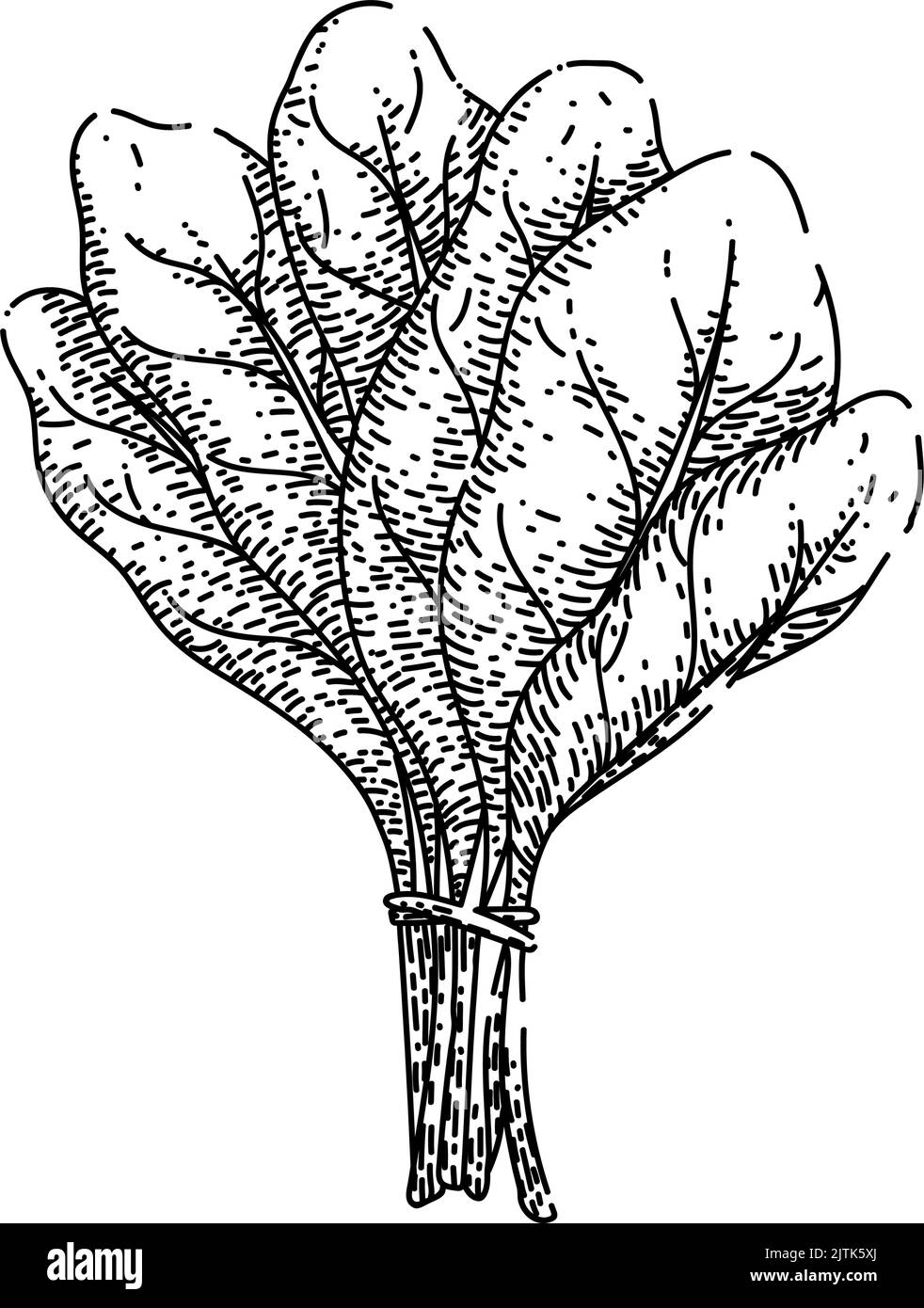 Vector De Hoja De Espinaca