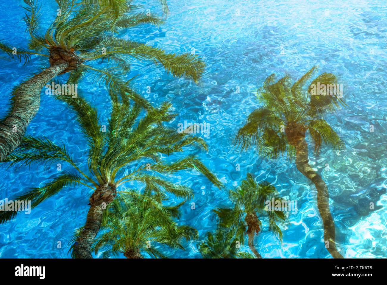 Fondo de verano tropical de palmeras que se reflejan en el agua de la piscina Foto de stock
