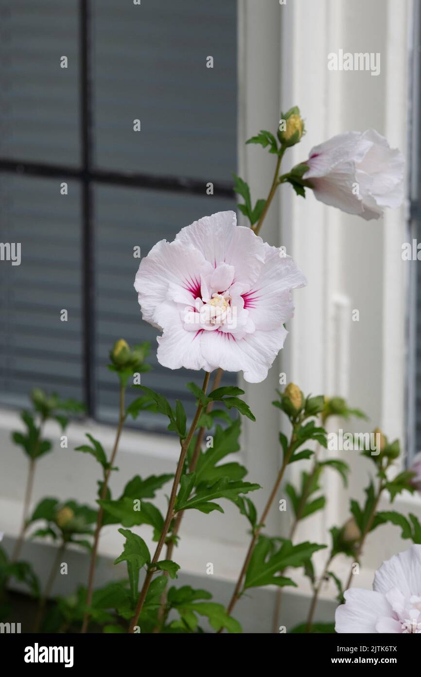 Hibiscus syriacus 'China Chiffon'. Rosa de la flor de Sharon Foto de stock