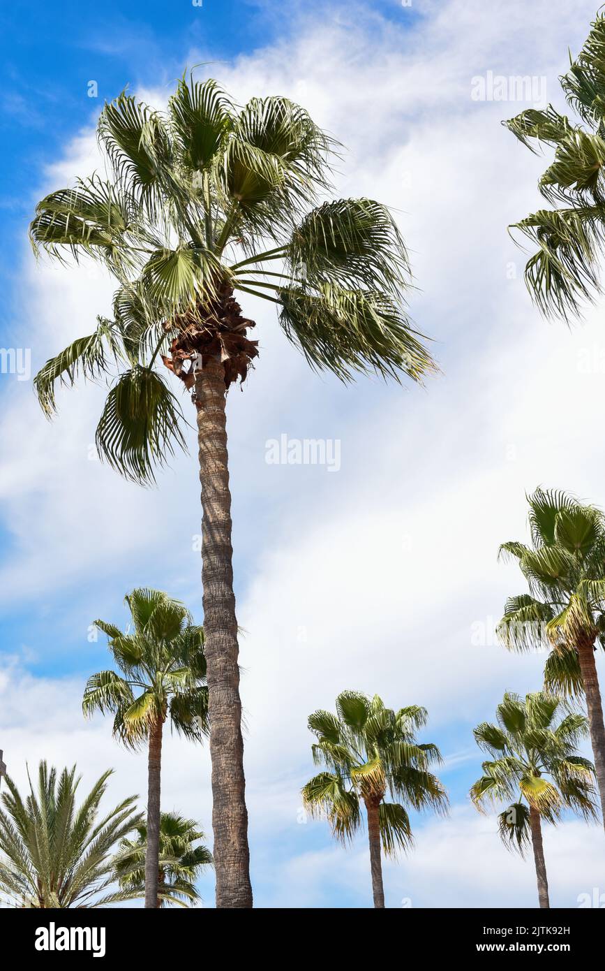 Las palmeras tropicales crecen sobre un cielo azul claro cerca de la playa Foto de stock