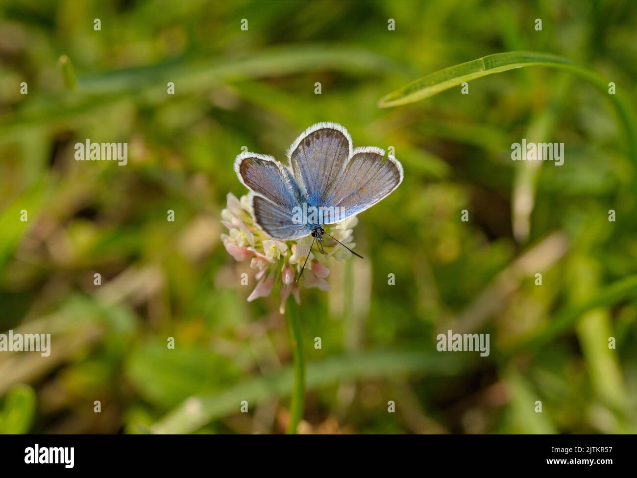 Mariposa azul sobre una flor blanca en verano Foto de stock