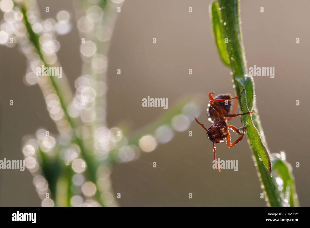 hormiga roja sobre popa verde con gotas de rocío en la mañana de verano, macro Foto de stock