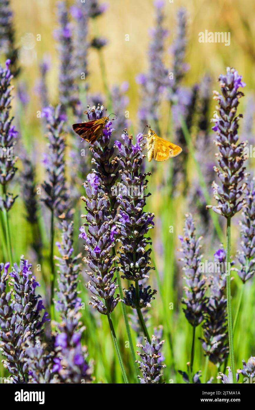 Dos mariposas Woodland Skipper (Ochlodes sylvanoides) en flores de lavanda inglesa (Lavandula angustfolia) a finales del verano en Washington, EE.UU. Foto de stock