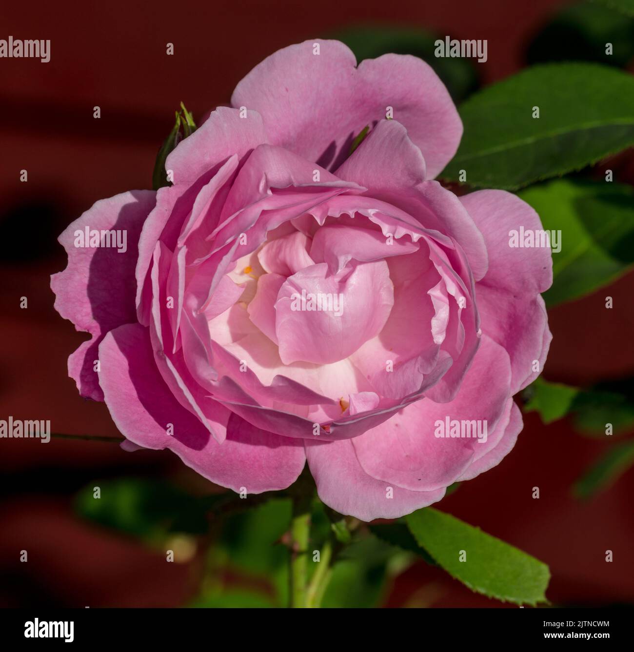 'Mary Rose, Ausmary' English Rose, Engelsk ros (Rosa) Foto de stock