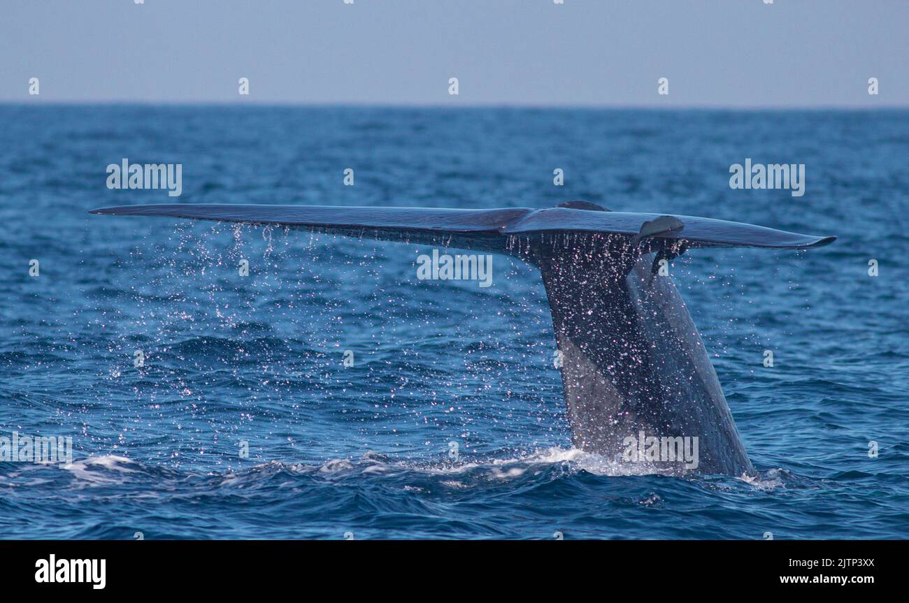 Una ballena azul mostrando su trepidante justo antes de que se hiciera una inmersión profunda; cuento de ballena azul; ballena azul de Mirissa sri lanka; exhibición de trepidante de cola de ballena azul Foto de stock