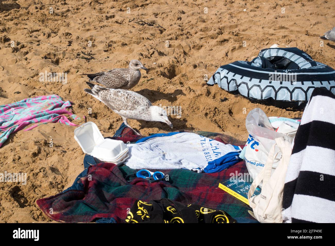 Arenque Gull Tomar comida de un picnic familiar en la playa de arena Foto de stock