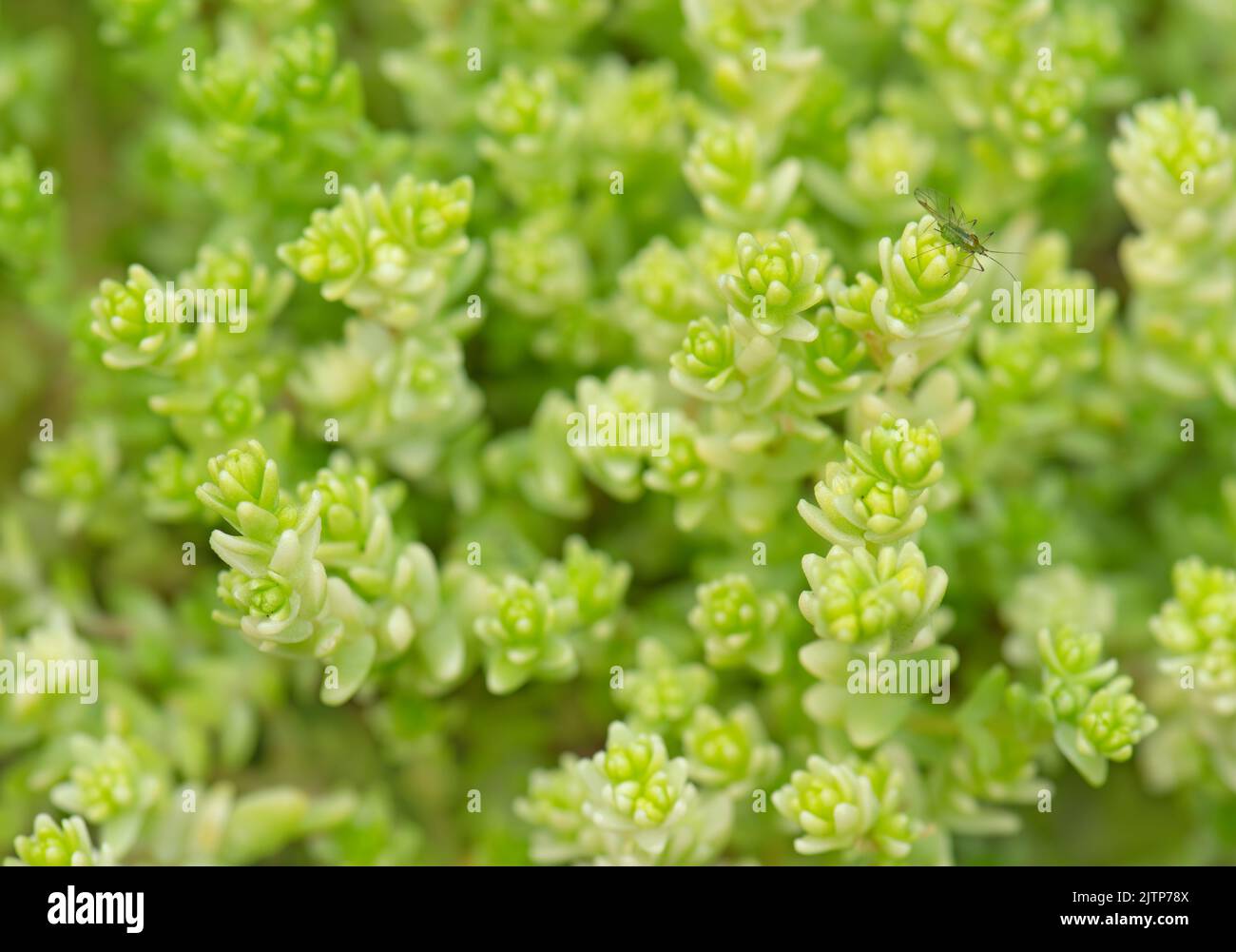 Primer plano de la planta alpina Sedum. Variedad 'Golden Moss Stonecrop.' Suculento utilizado para rocoserie, alpina y cubierta de suelo. Foto de stock