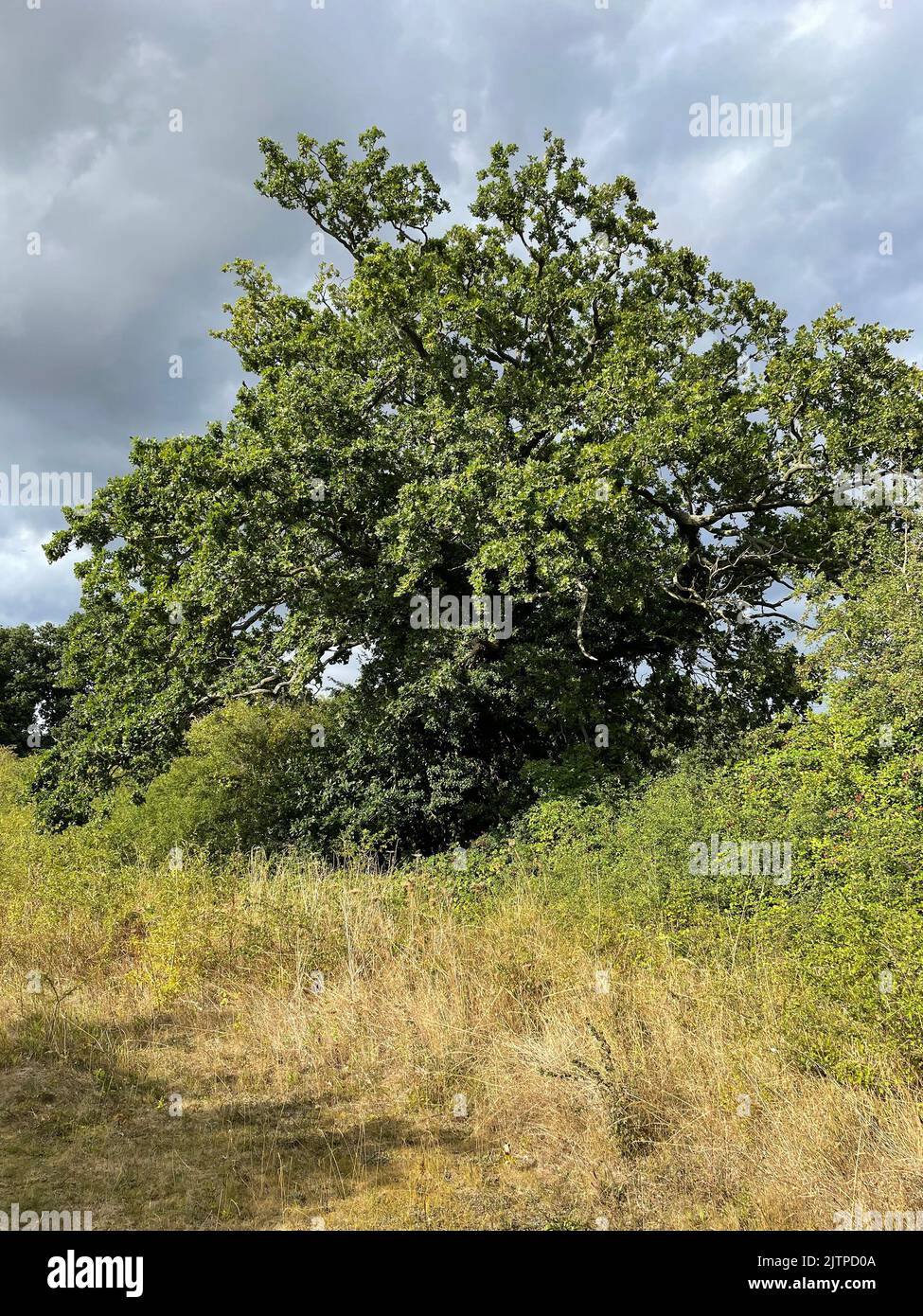 ROBLE Quercus robur. Foto: Tony Gale Foto de stock