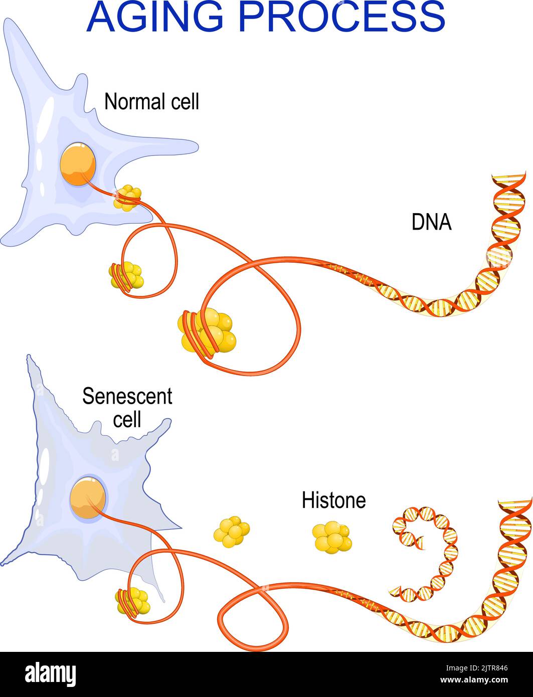 Proceso de envejecimiento celular. Cambio de cromatina, ADN e histonas en las células senescentes y de envejecimiento. Vector Ilustración del Vector