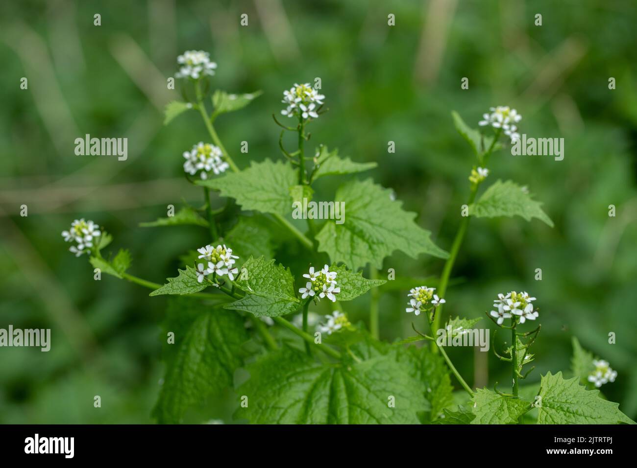 Mostaza de ajo en flor (Alliaria petiolata). Foto de stock