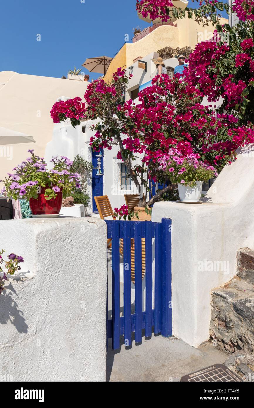 Pintoresca casa encalada tradicional en Oia Santorini con una puerta azul brillante y flores rosadas y rojas. Oia, Santorini, Isla griega, Grecia Foto de stock