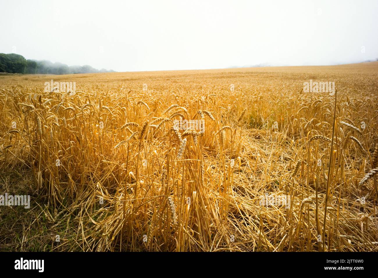 Mazorcas de trigo maduras en el borde de un campo grande con una neblina marina en el fondo Foto de stock