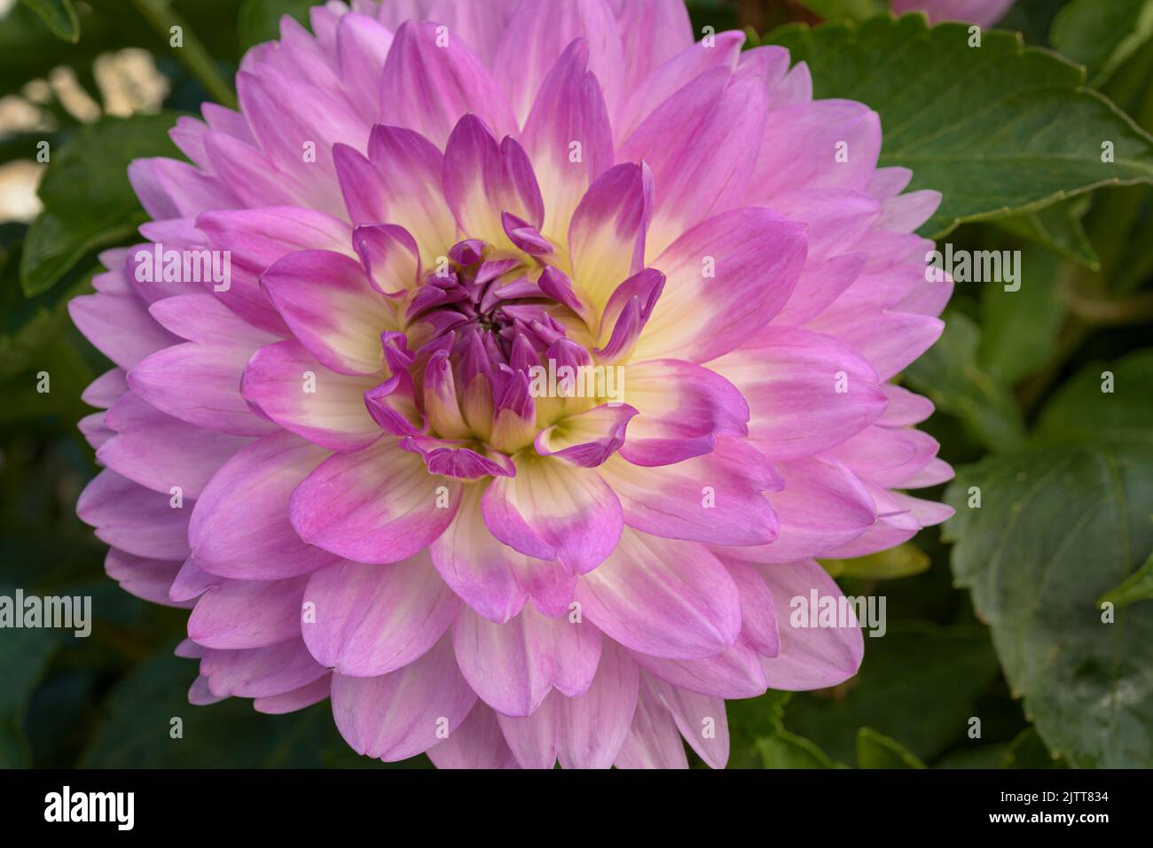 Flor de dalia rosa y amarilla fotografías e imágenes de alta resolución -  Página 2 - Alamy